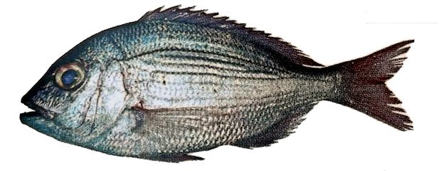 Dentex macrophthalmus_02.jpg